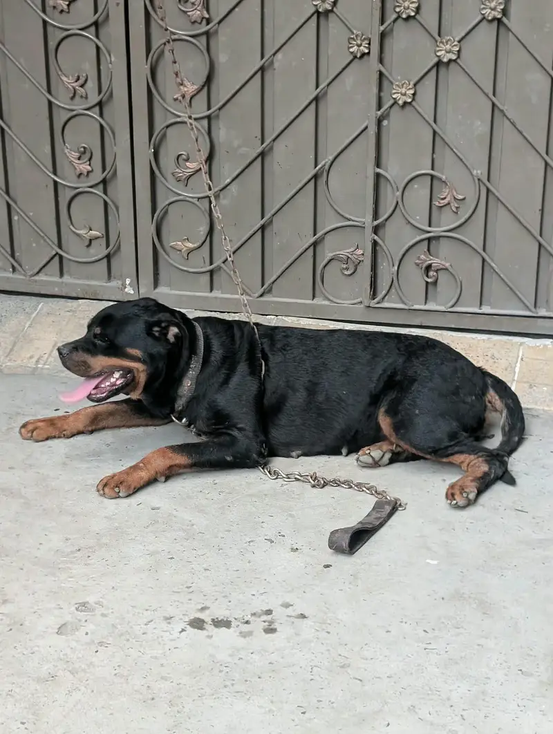 Rottweiler 2 year female — photo 8