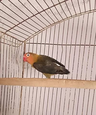 DD-GREEN B1B2 Fisheri Female.