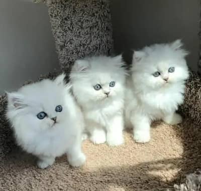 Persian cat for 2 month age Whatsapp no 03407695703