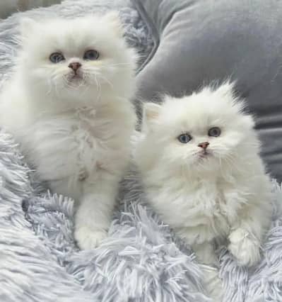 Persian cat for sale 2 month Whatsapp 03407695703