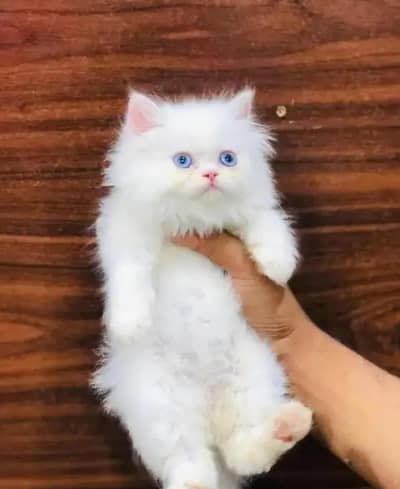 Persian cat for 2 month age Whatsapp no 03407695703