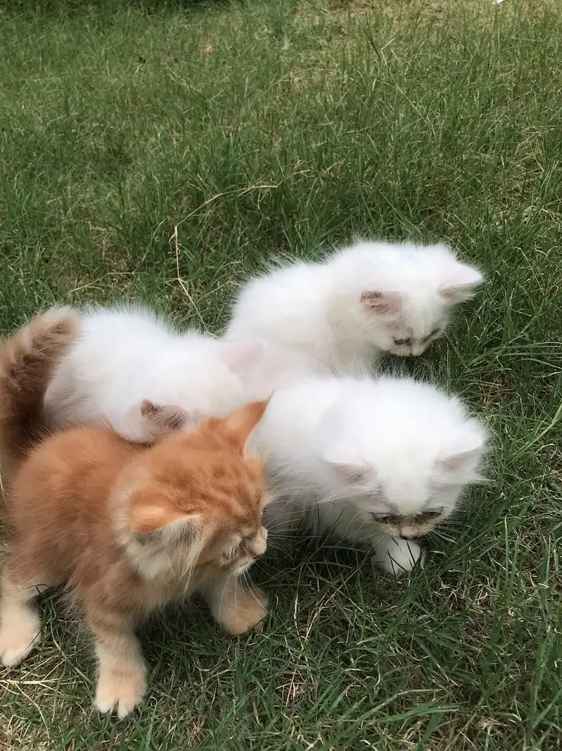 Persian Kittens — photo 2