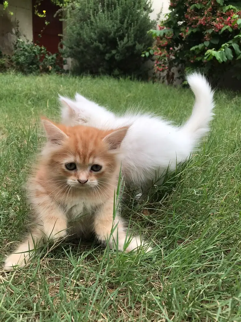 Persian Kittens — photo 3