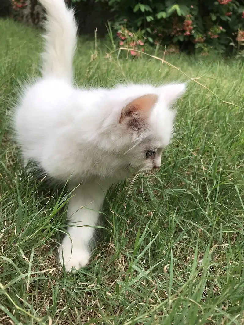 Persian Kittens — photo 4