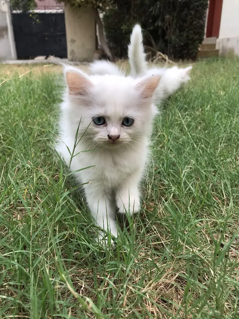 Persian Kittens — photo 5