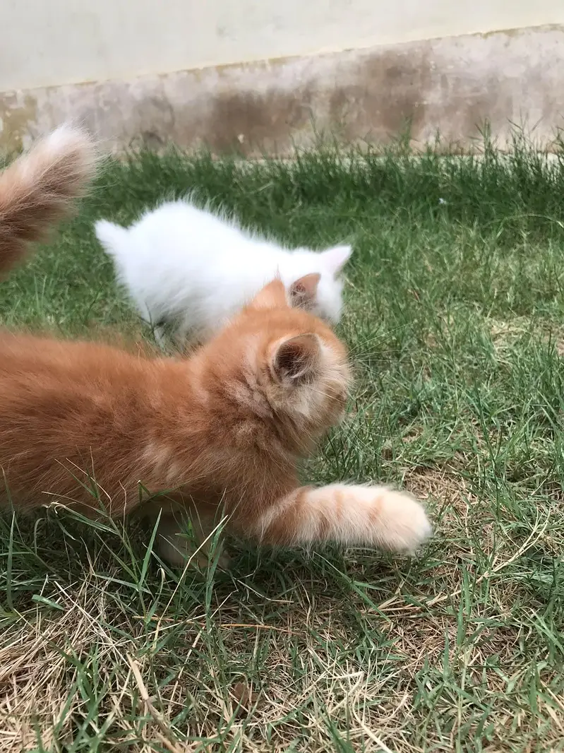 Persian Kittens — photo 6