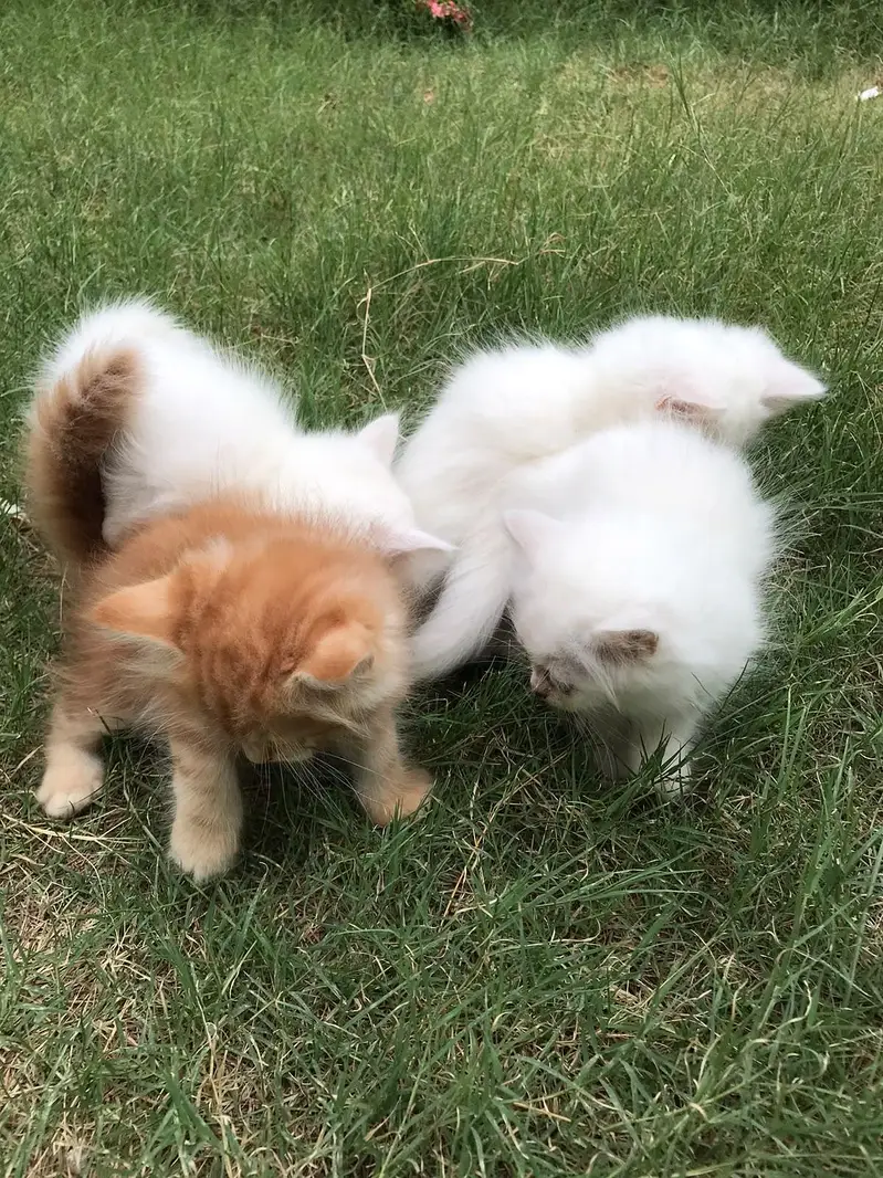 Persian Kittens — photo 7