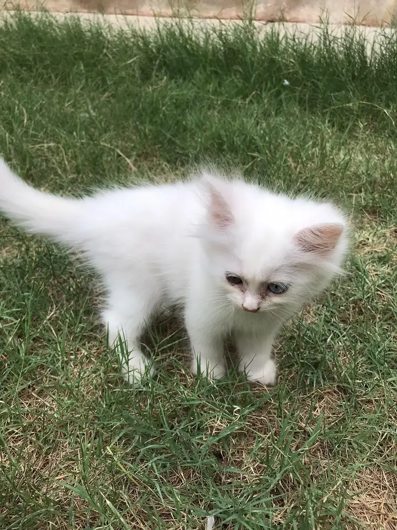 Persian Kittens — photo 8