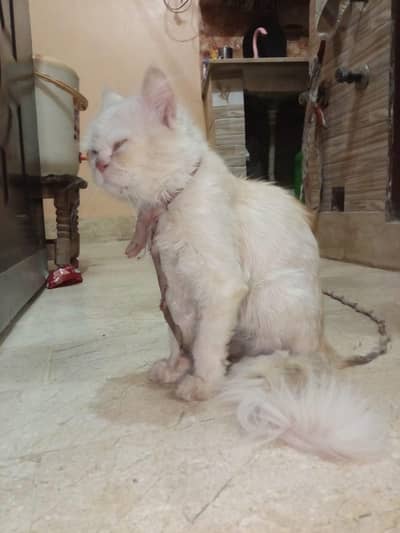 Cute cat   male
