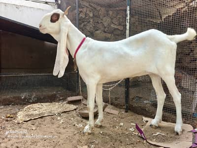 Gulabi Bakri 2 Dant URGENT SALE