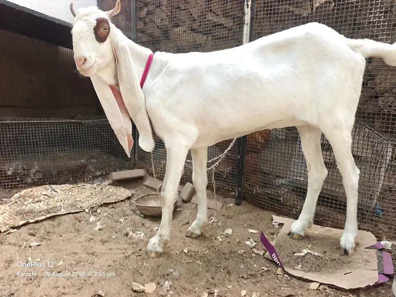 Gulabi Bakri 2 Dant URGENT SALE — photo 2