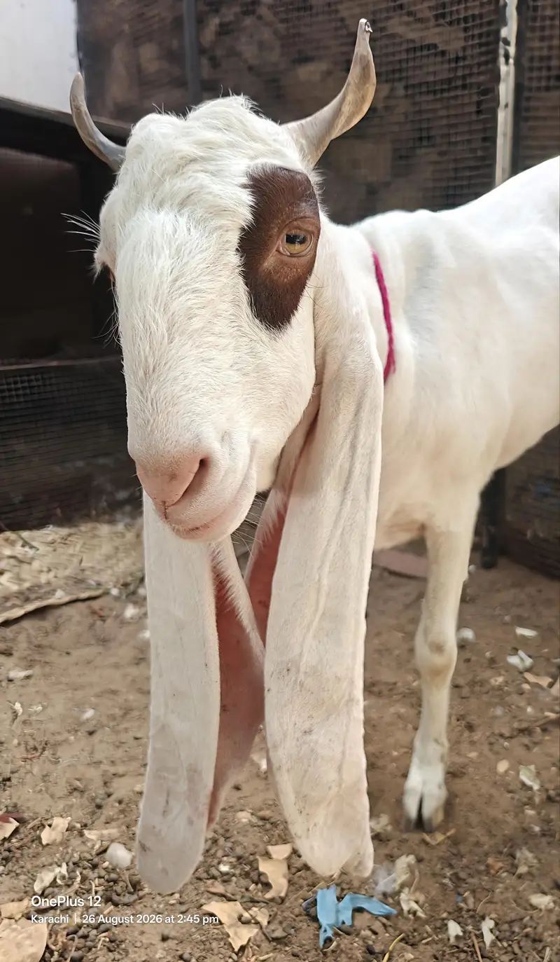 Gulabi Bakri 2 Dant URGENT SALE — photo 3