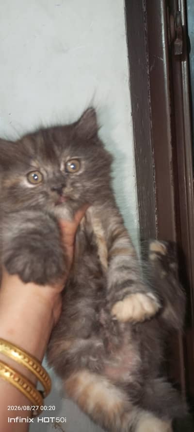 persian beautiful kitten