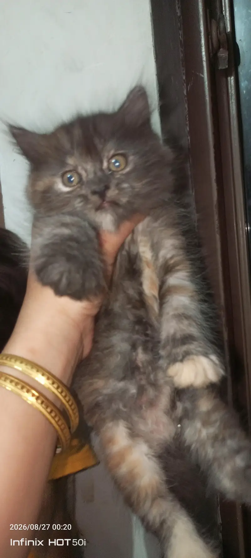 persian beautiful kitten — photo 2