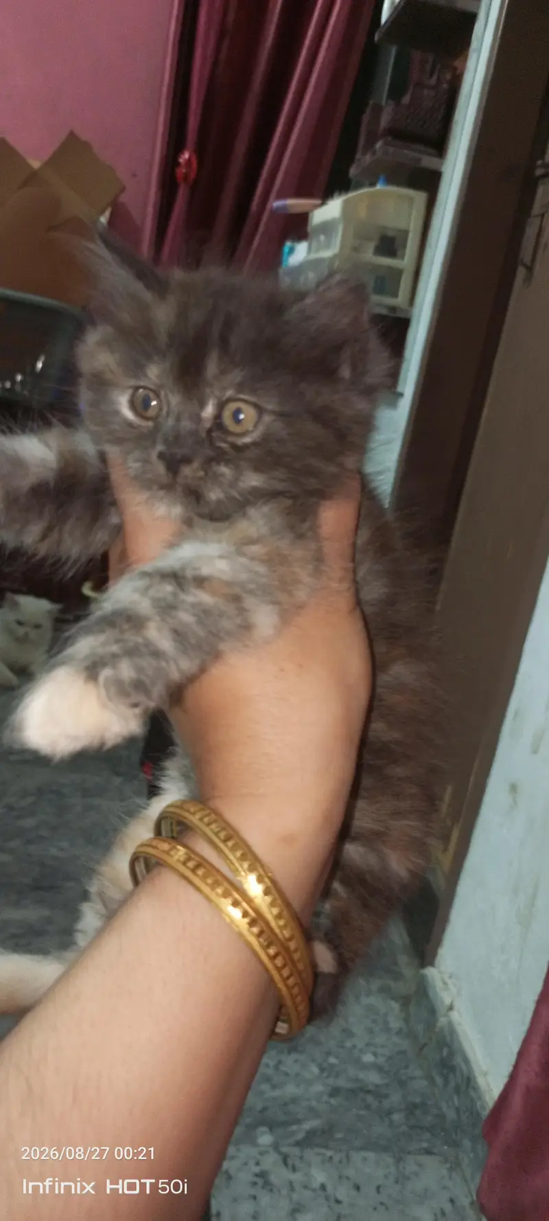 persian beautiful kitten — photo 3