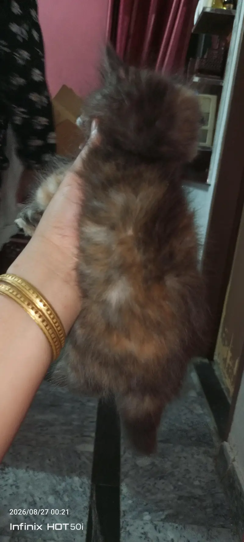 persian beautiful kitten — photo 4