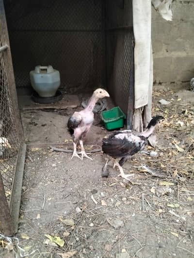 Jageri Bund gudi cros breed