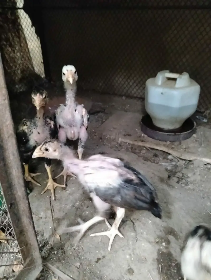 Jageri Bund gudi cros breed — photo 2