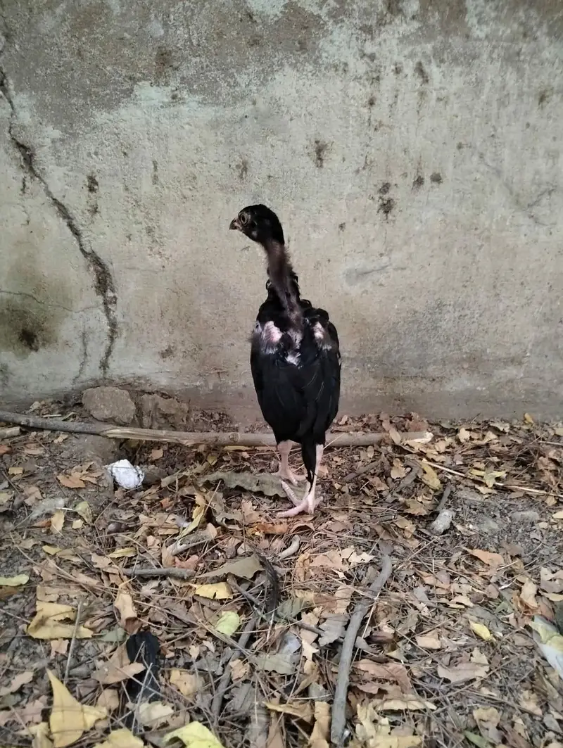 Jageri Bund gudi cros breed — photo 3