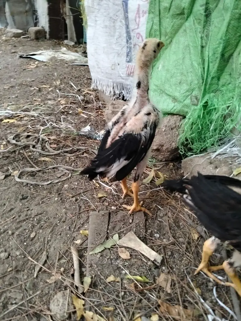 Jageri Bund gudi cros breed — photo 4