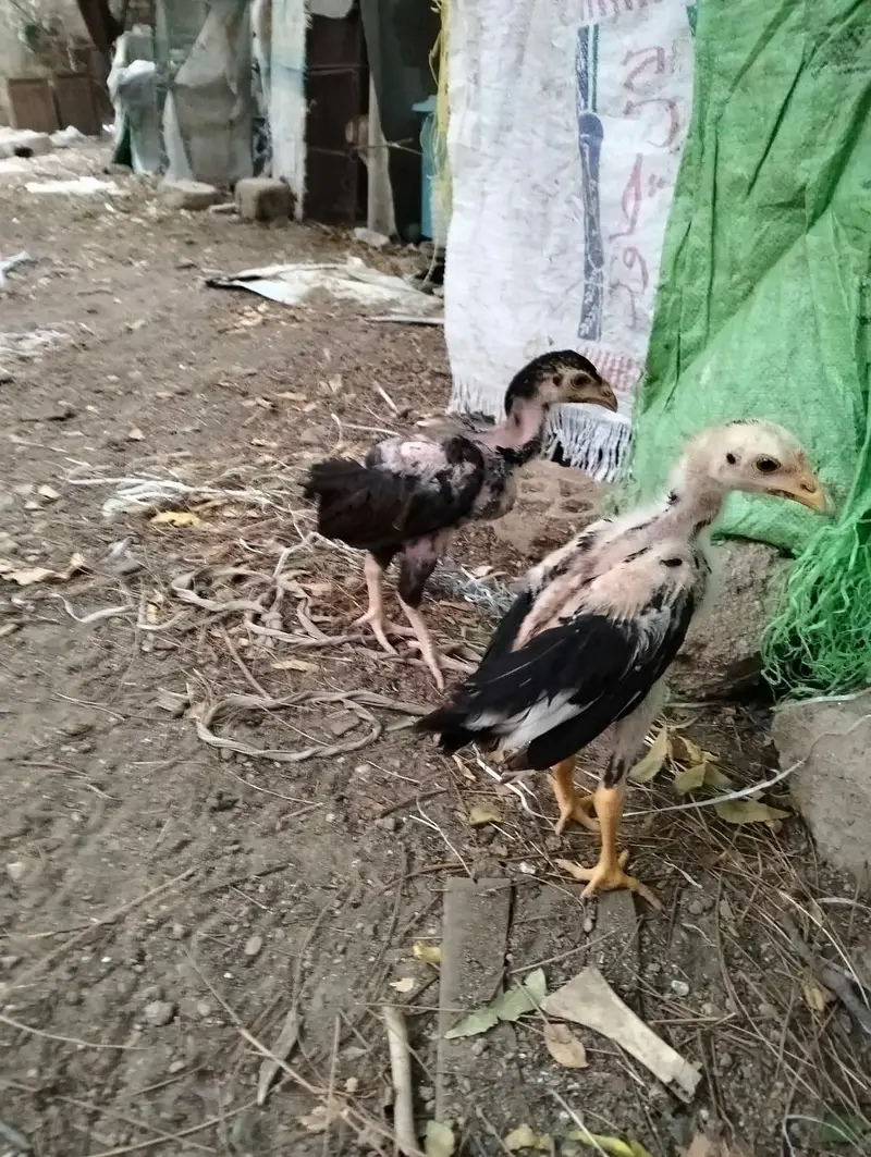 Jageri Bund gudi cros breed — photo 5