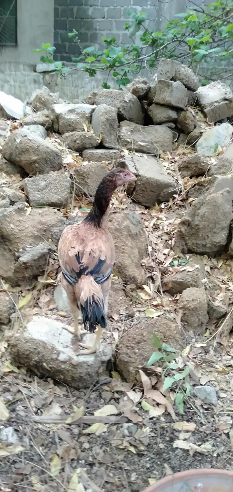 Jageri Bund gudi cros breed — photo 6