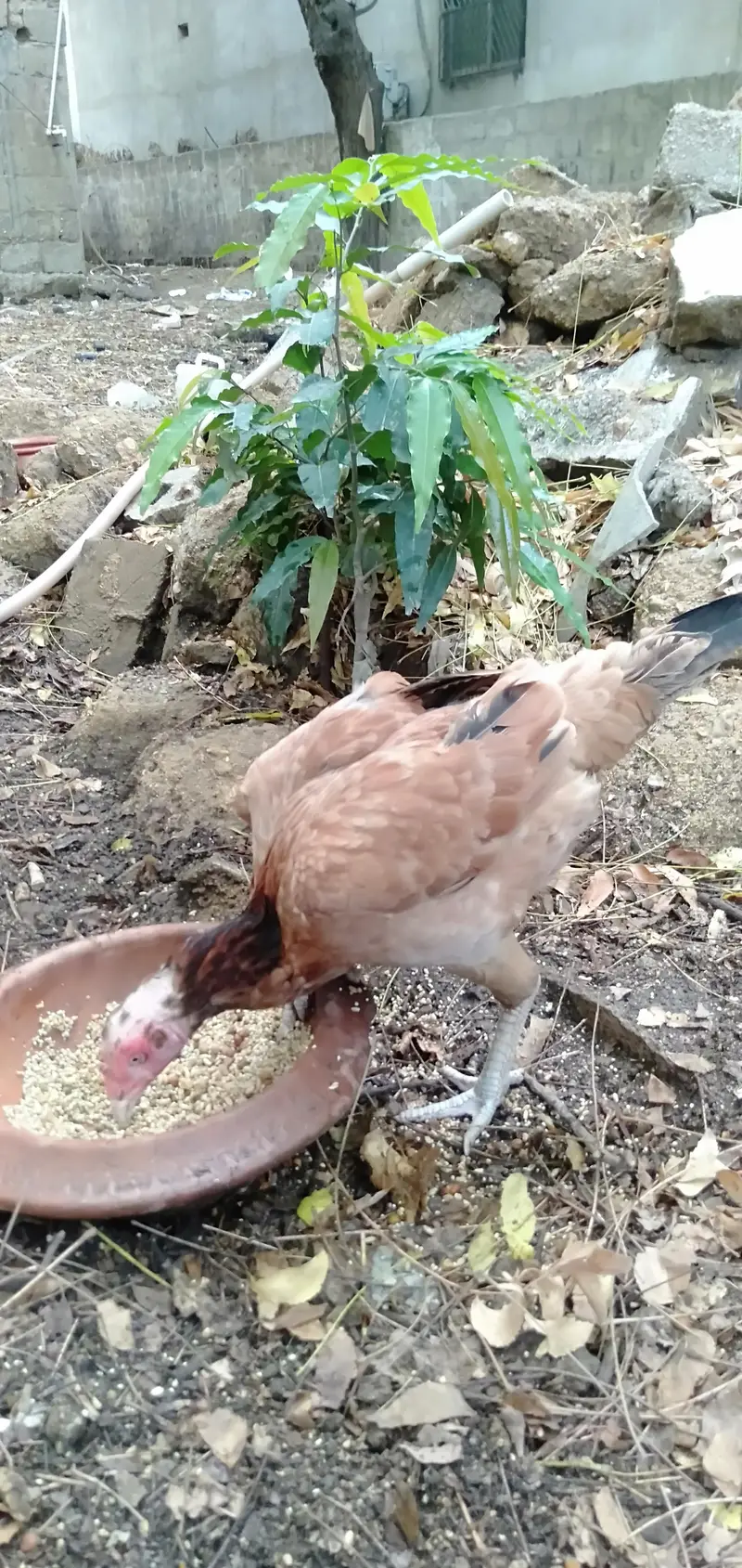 Jageri Bund gudi cros breed — photo 8