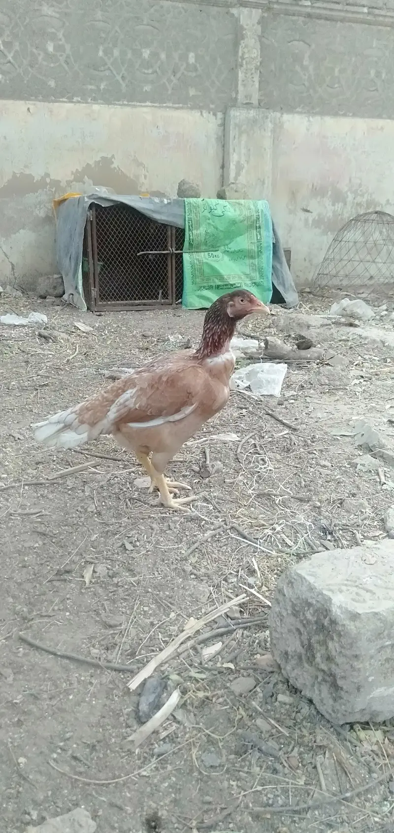Jageri Bund gudi cros breed — photo 10