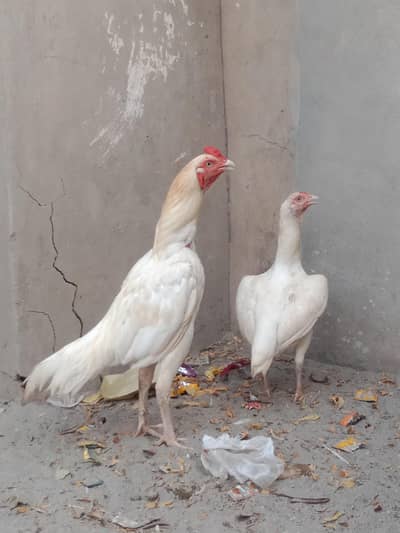 Aseel Pepper White Heera