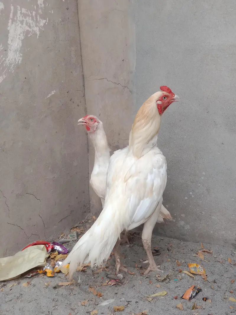 Aseel Pepper White Heera — photo 2