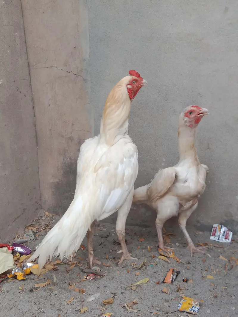 Aseel Pepper White Heera — photo 3