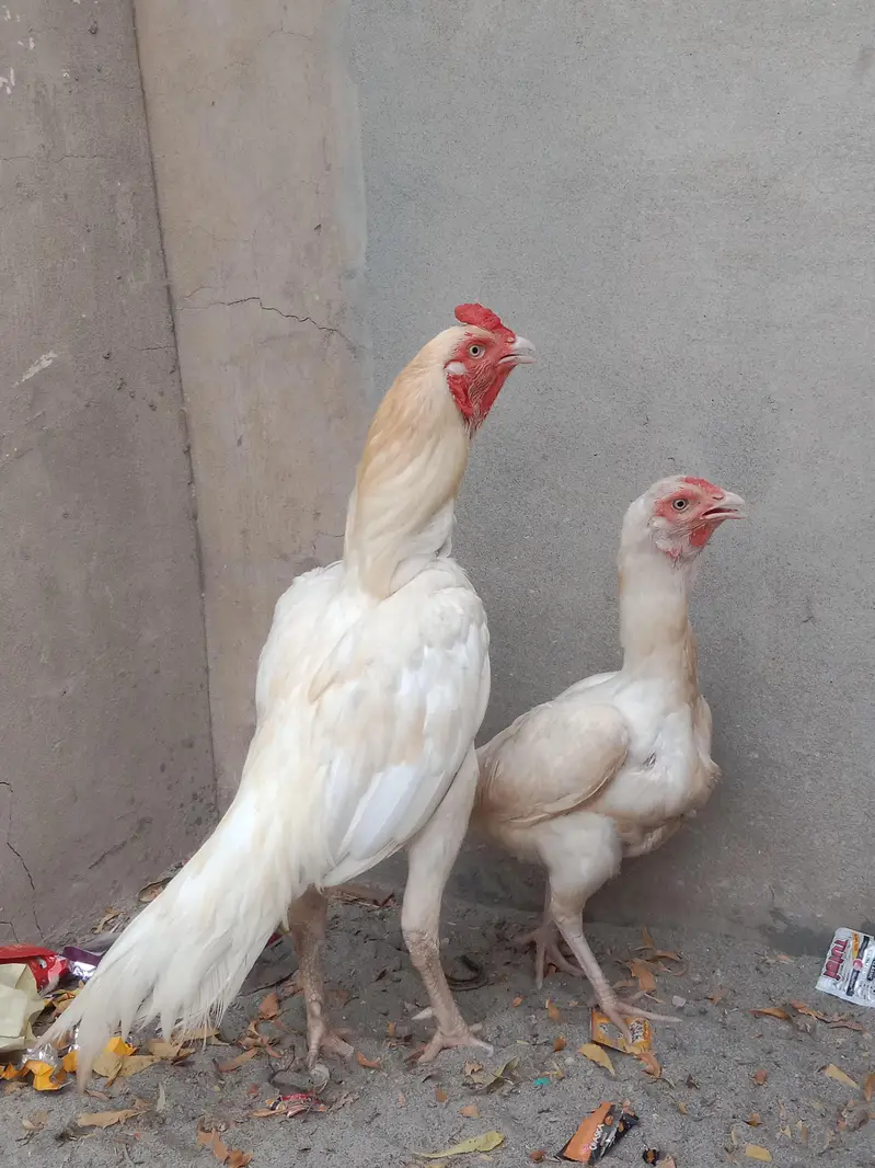 Aseel Pepper White Heera — photo 4