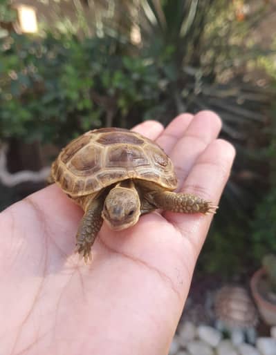 Russian Tortoise