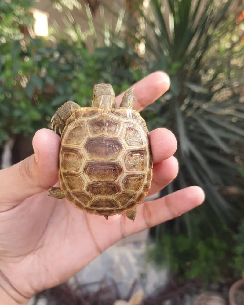 Tortoise 1