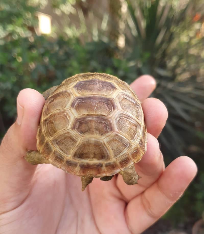 Tortoise 2