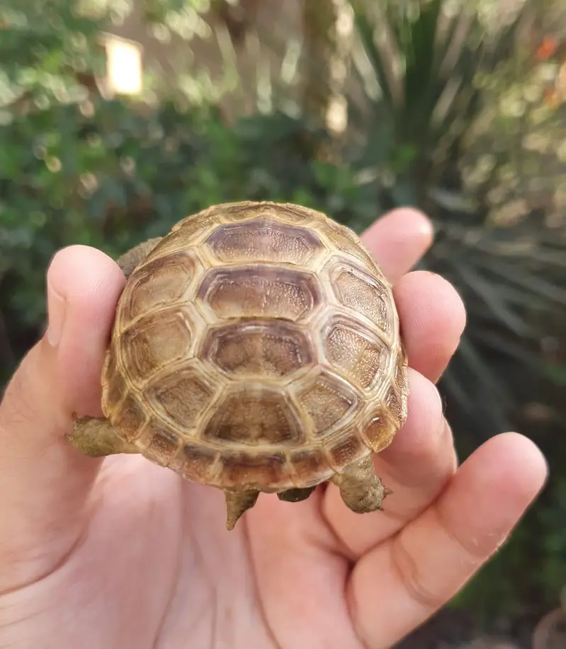 Tortoise — photo 3