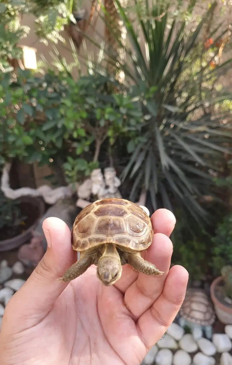 Tortoise — photo 4