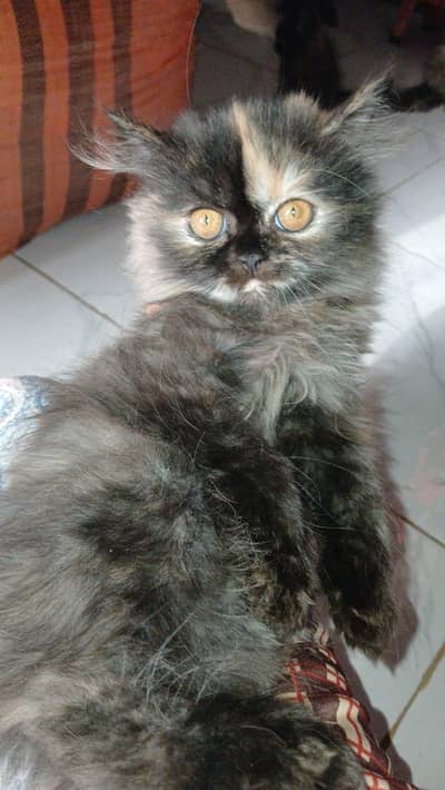 Persian female kitten