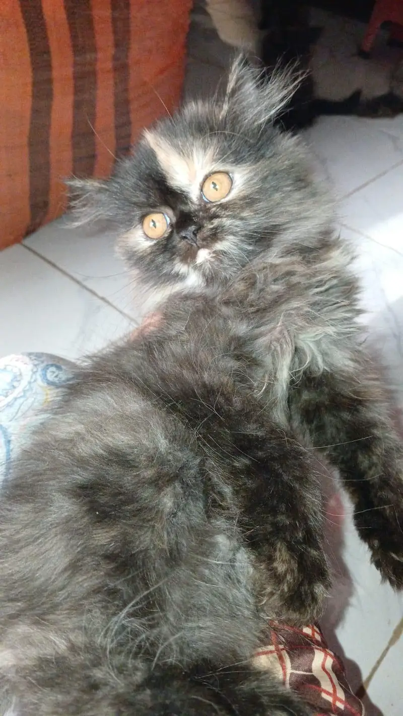 Persian female kitten — photo 2