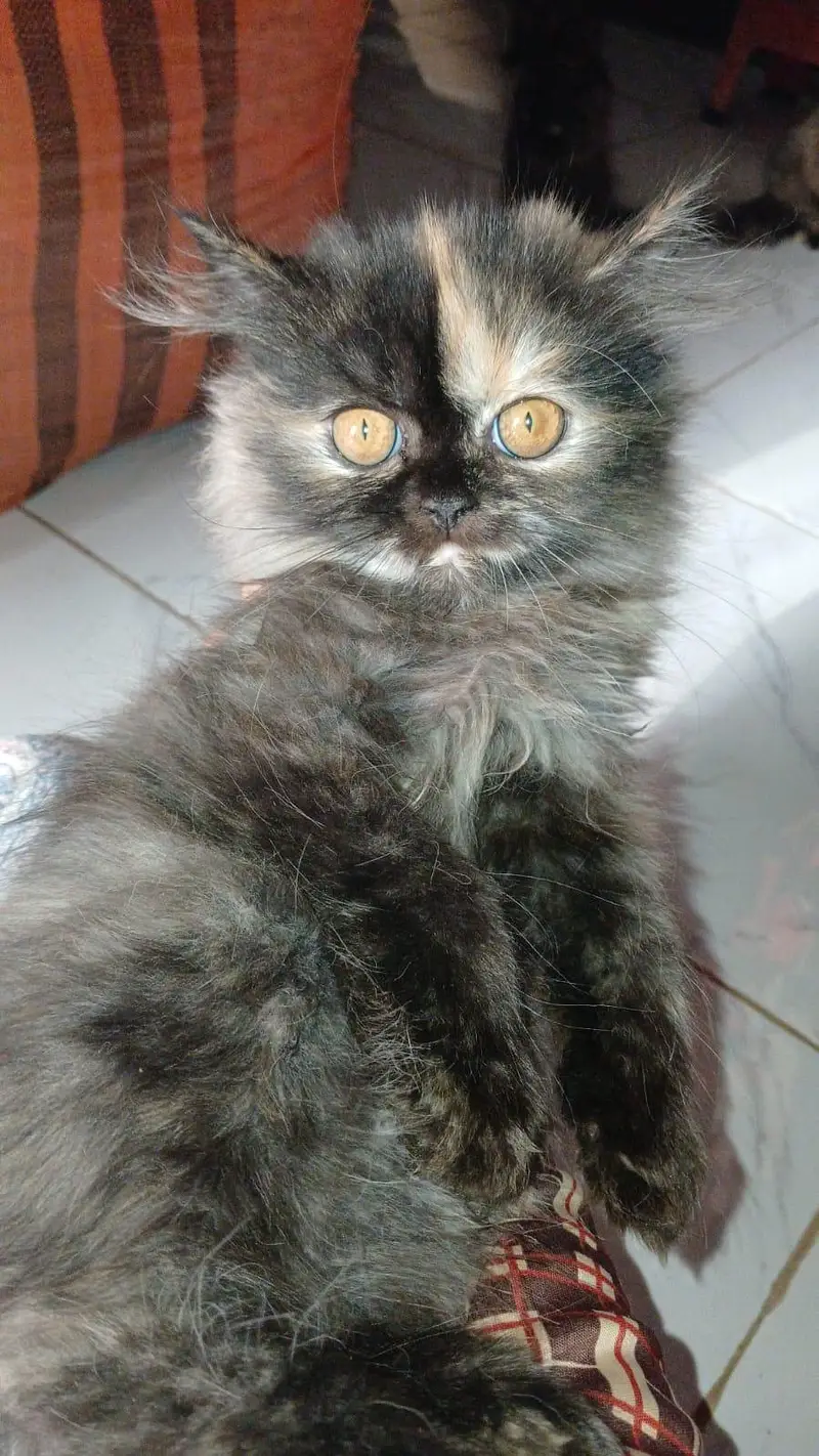 Persian female kitten — photo 3