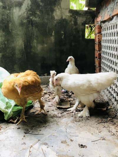 Golden Heavy Cochin Buff & White Heavy Buff
