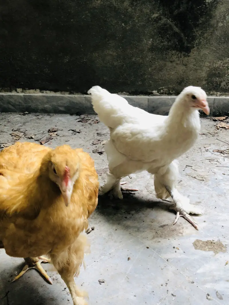 Golden Heavy Cochin Buff & White Heavy Buff — photo 2