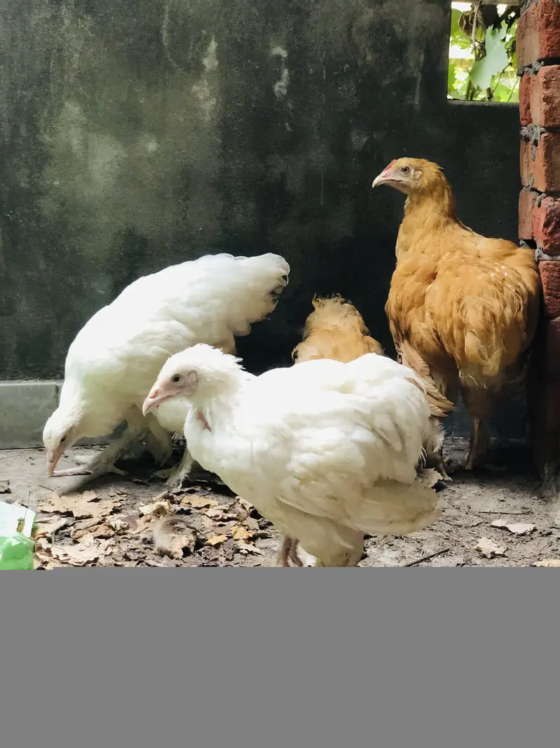 Golden Heavy Cochin Buff & White Heavy Buff — photo 3