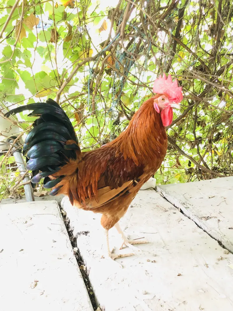 Golden Heavy Cochin Buff & White Heavy Buff — photo 4