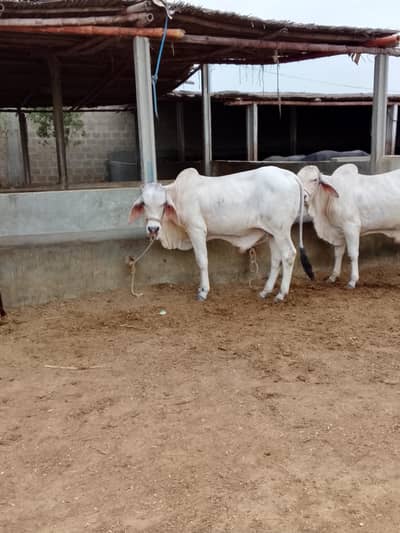 All Qurbani and Slaughter animals available for sale