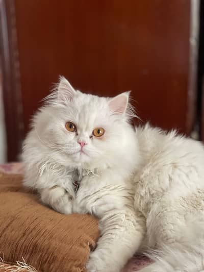 Fully vaccinated, netured cat