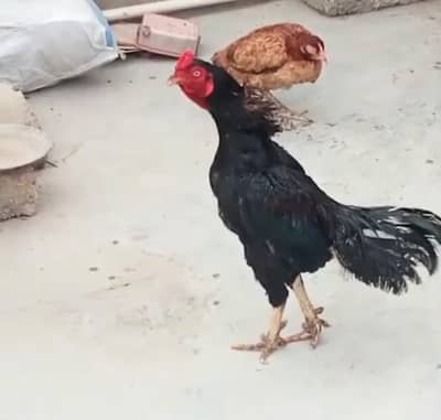 Lasani Male Available