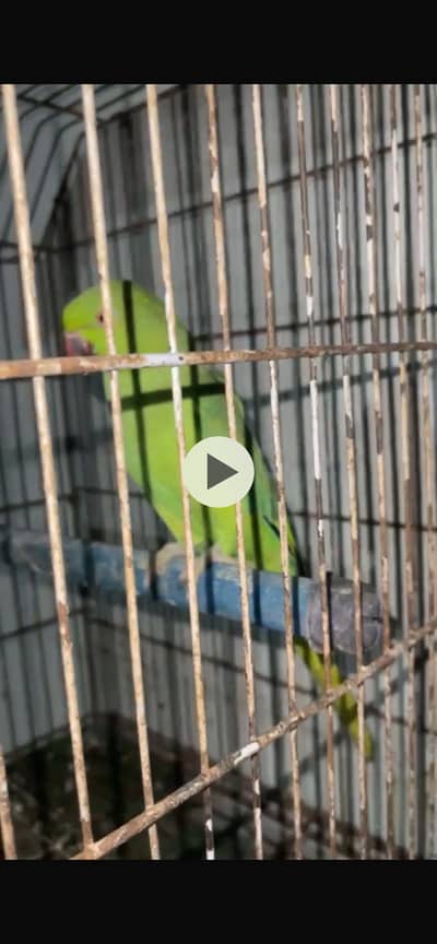 Ringnech female breeders 2 dafa breed kar choke hai