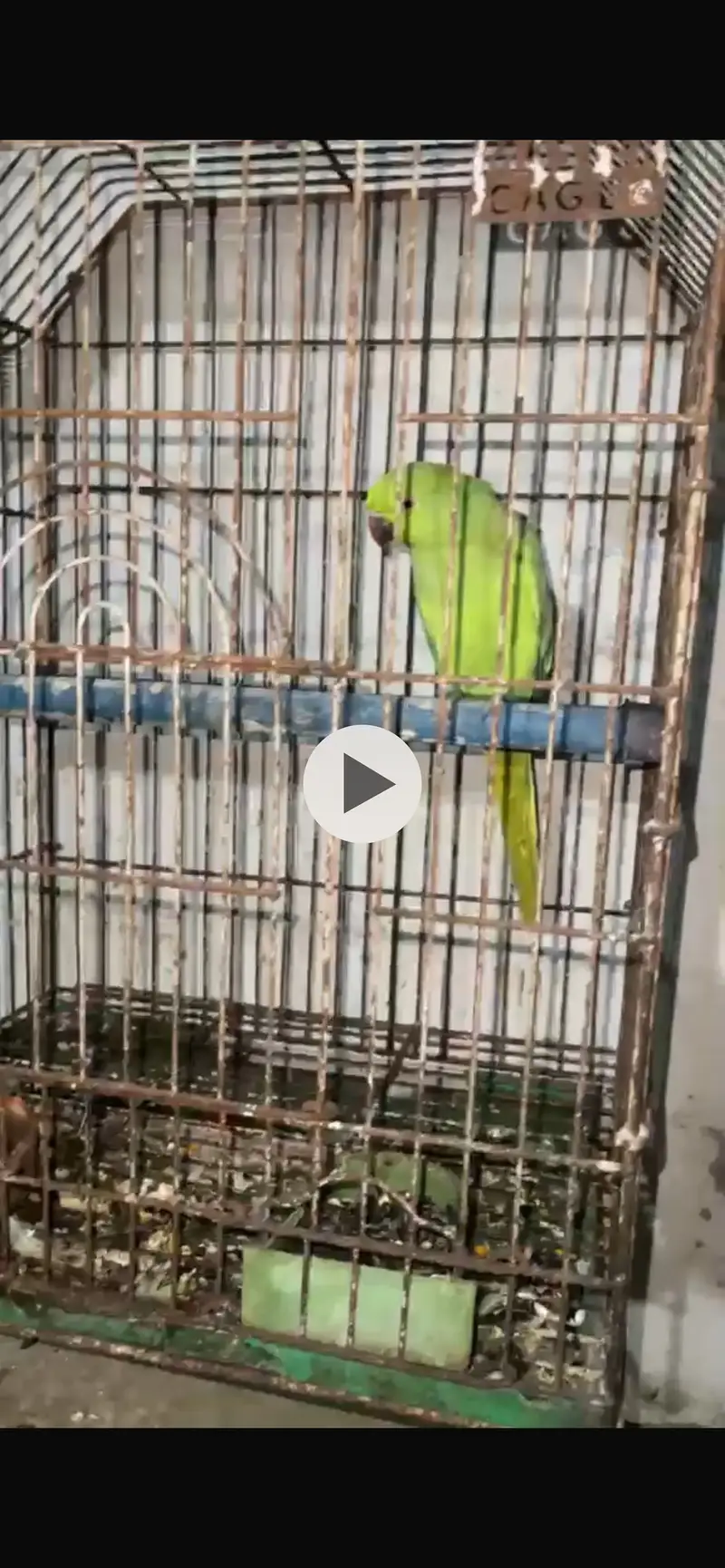 Ringnech female breeders 2 dafa breed kar choke hai — photo 3