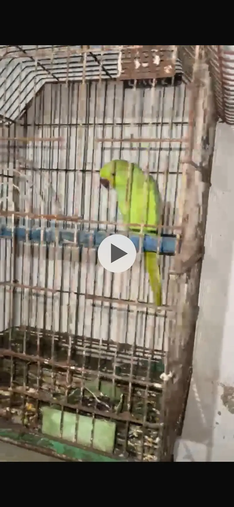 Ringnech female breeders 2 dafa breed kar choke hai — photo 5